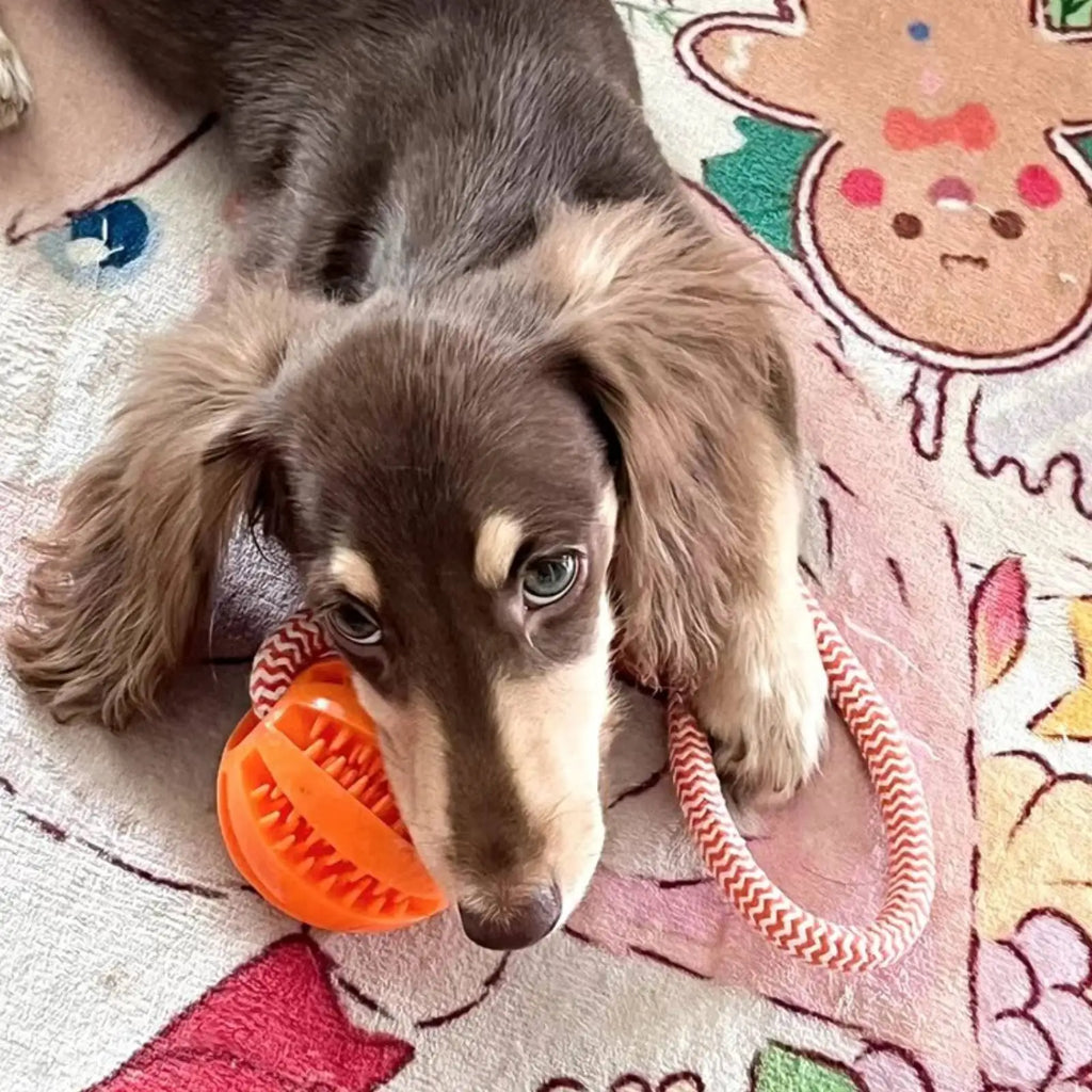Hundespielzeug, robuster Ball aus Baumwollseil zum Futterausgeben und Halten, interaktives Puzzle-Spielzeug zur Zahnpflege und zum Training