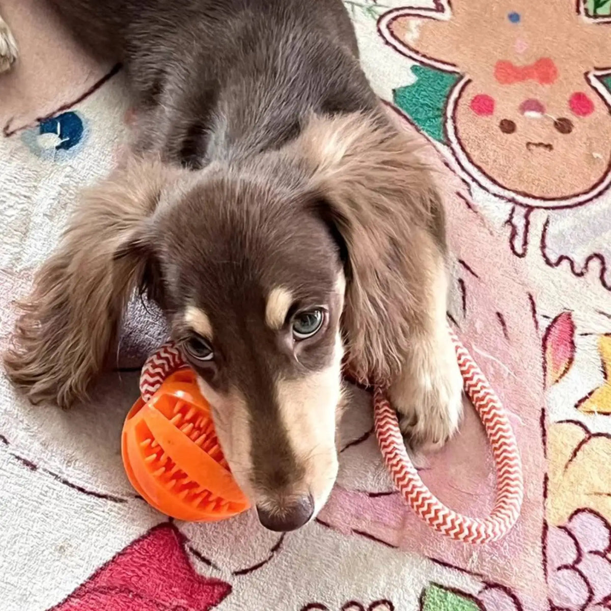 Hundespielzeug, robuster Ball aus Baumwollseil zum Futterausgeben und Halten, interaktives Puzzle-Spielzeug zur Zahnpflege und zum Training